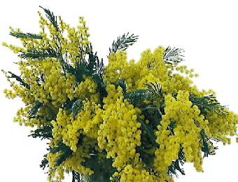 Mimosa - Festa delle donne